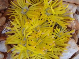 Lithops olivacea boundless bloomtime 
